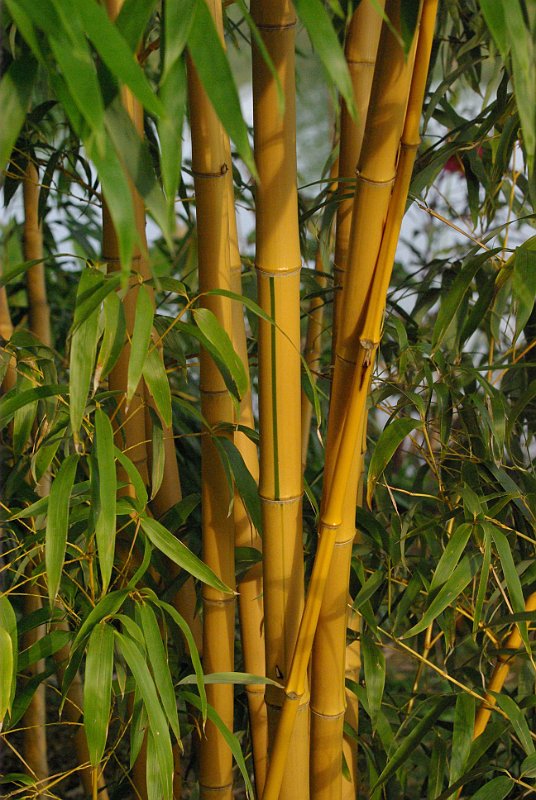 Phyllostachys vivax Aureocaulis4